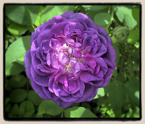 'Reine des Violettes'