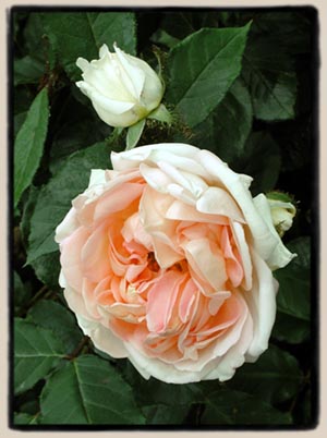 'Robert Leopold'