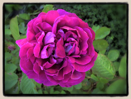 Rose a Parfum de l'Hay
