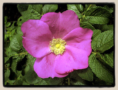 Rosa rugosa