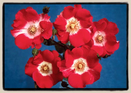 'Scarlet Pearl'