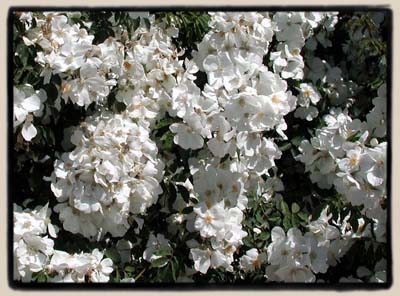 'Secret Garden Musk Climber'