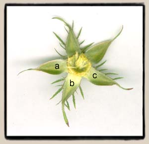 Formation of sepal outgrowths as seen in all roses.