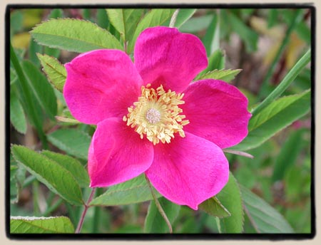 Rosa foliolosa