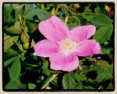 Rosa nutkana