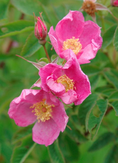 R. woodsii