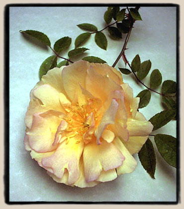 Fortune's Double Yellow