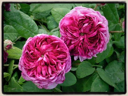 My best Gallica Hybrid, soon to be named