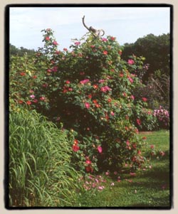 'Alika'....click on the picture to see a larger image.