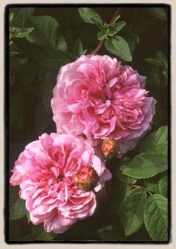 'Nouvelle Pivoine'